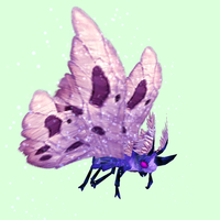 Purple Moth w/ Pink Wings