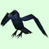 Raven (Bird of Prey)