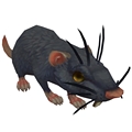 Wily Rat