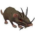 Wily Rat