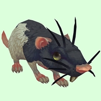 Black & White Rat