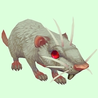 Albino Rat