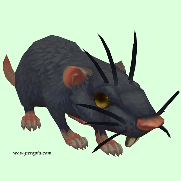 Black Rat