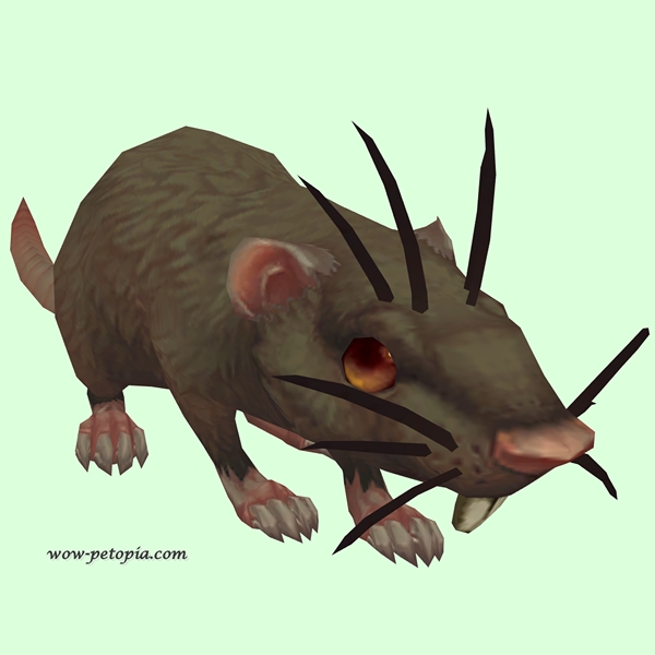 Brown Rat