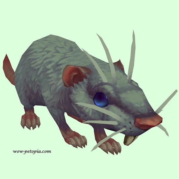 Grey Rat